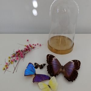 Vintage Butterflies